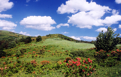 阿原山高原