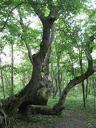 #7 神無月　東北地方の弥生文化(文化の｢受容｣と「変容」2)