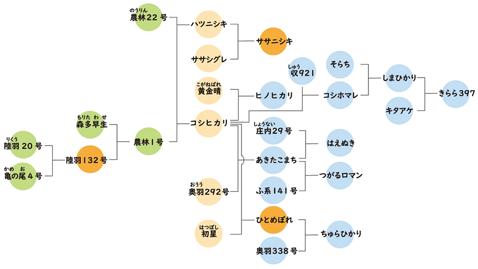 品種の系譜図