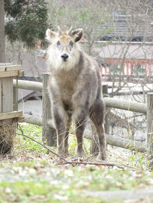 義経は生きて北へ逃れた？